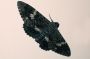Amazonas06 - 034 * Black Witch Moth (at Teatro Amazonas).